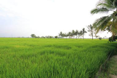 Tayland 'daki pirinç tarlaları