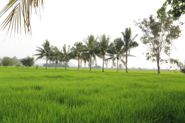 Tayland 'daki pirinç tarlaları