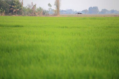 Tayland 'daki pirinç tarlaları