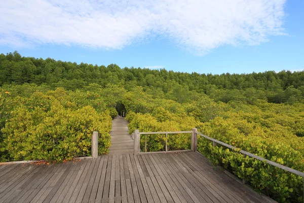 Fa-híd és a mangrove mező — Stock Fotó