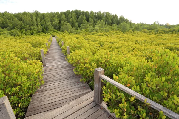Dřevěný most a mangrovové pole — Stock fotografie