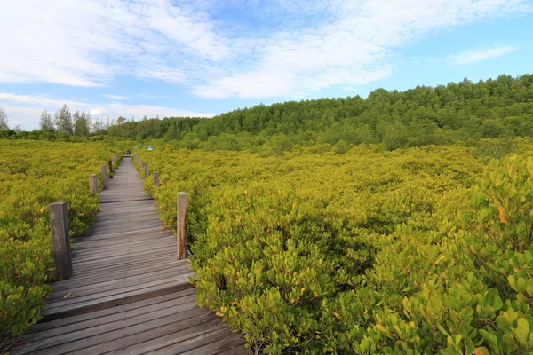 Dřevěný most a mangrovové pole — Stock fotografie