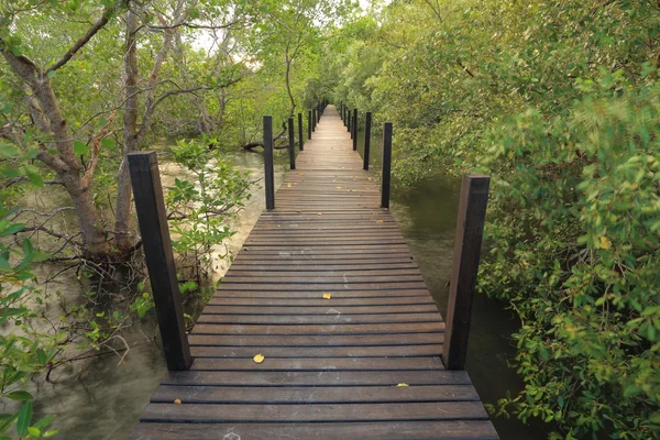 Mangrovových lesů a dřeva most — Stock fotografie