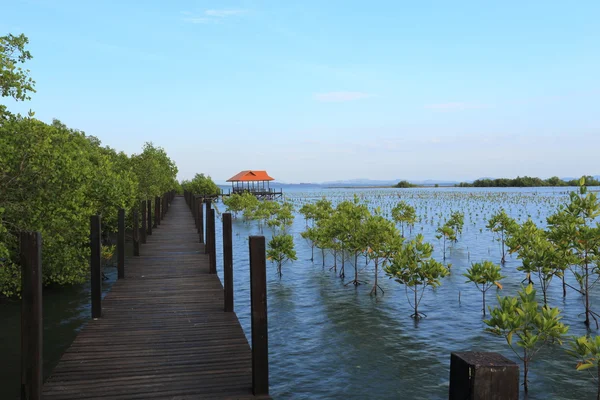 Forêt de mangroves et pont en bois — Photo