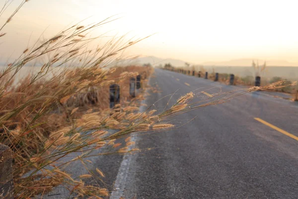 Carretera y hierba — Foto de Stock