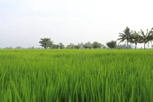 Rýžová pole v Thajsku — Stock fotografie