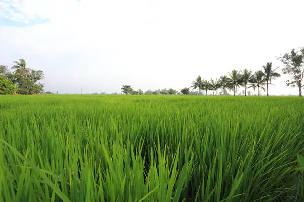 Risfält i Thailand — Stockfoto