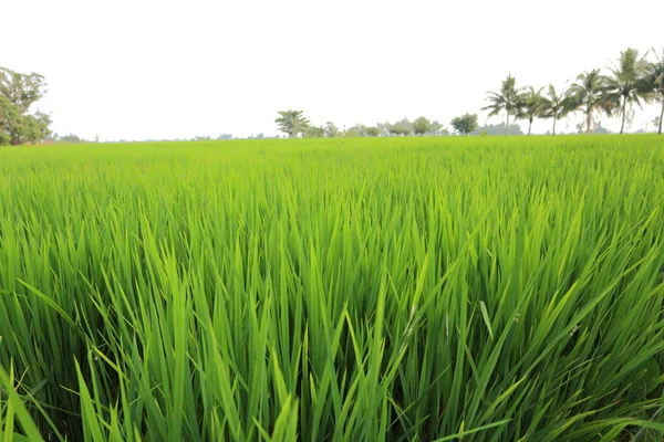 Risfält i Thailand — Stockfoto