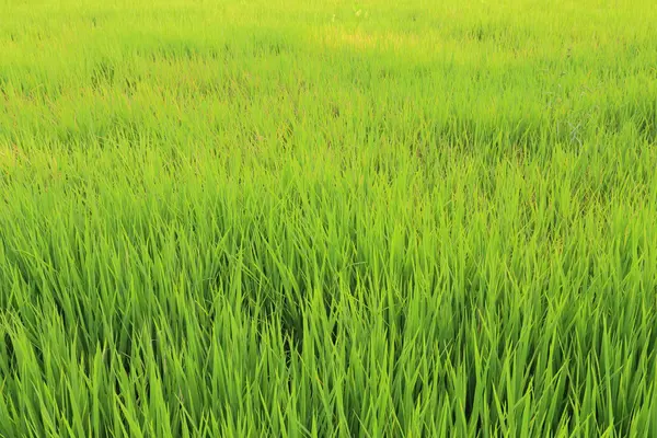 Arrozales en Tailandia — Foto de Stock