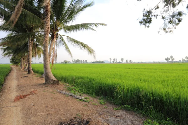 Risfält i Thailand — Stockfoto