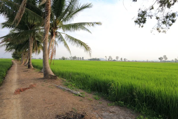 Tayland 'daki pirinç tarlaları