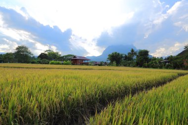 Tayland 'daki pirinç tarlaları