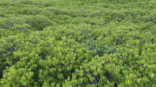 Floresta de mangue com madeira Caminhada maneira — Vídeo de Stock