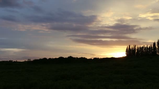 Bosque de manglares con madera Camino a pie — Vídeo de stock