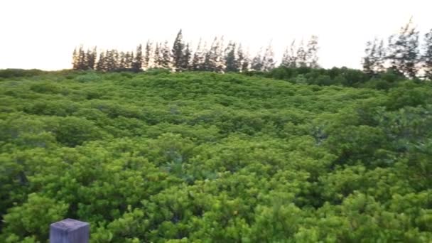 Mangrovewoud met hout lopen manier — Stockvideo