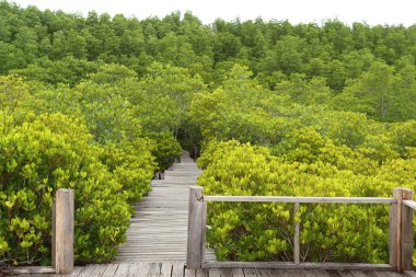 Wood and Mangrove Field 'dan yapılmıştır.