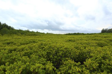 Mangrov ağaçlar sivri uç tanga orman