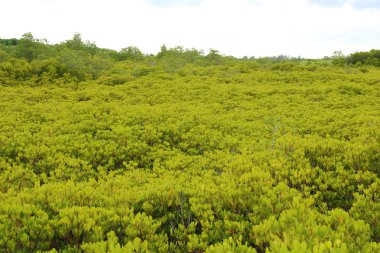 Mangrov ağaçlar sivri uç tanga orman