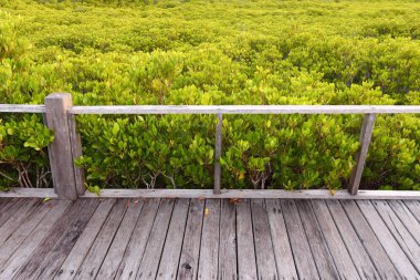 Wood and Mangrove Field 'dan yapılmıştır.