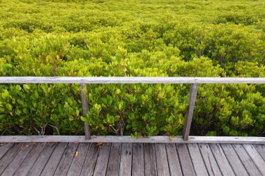 Wood and Mangrove Field 'dan yapılmıştır.