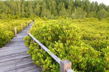 Wood and Mangrove Field 'dan yapılmıştır.