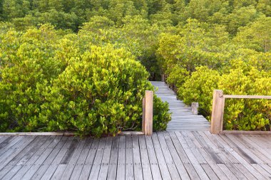 Wood and Mangrove Field 'dan yapılmıştır.