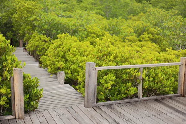 Chodník ze dřeva a mangrovového pole — Stock fotografie