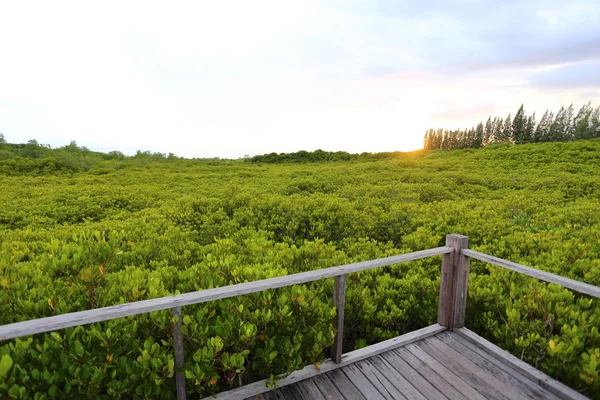 Chodník ze dřeva a mangrovového pole — Stock fotografie