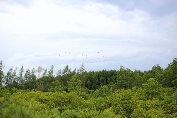 Мангровые деревья леса Пронг Тонг — стоковое фото