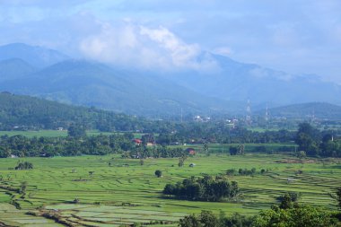 Mae Chaem pirinç terasları