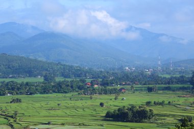 Mae Chaem pirinç terasları