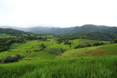Mae Chaem pirinç terasları