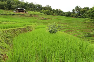 Mae Chaem pirinç terasları