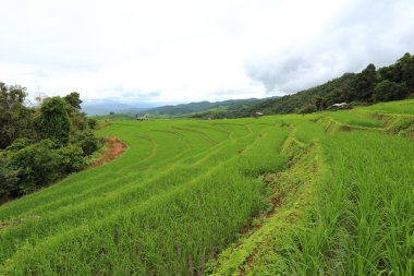 Mae Chaem pirinç terasları