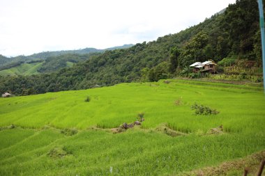 Mae Chaem pirinç terasları
