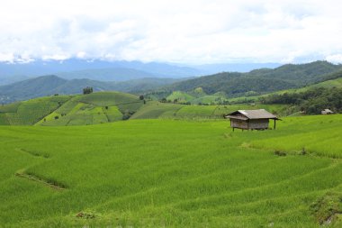 Mae Chaem pirinç terasları