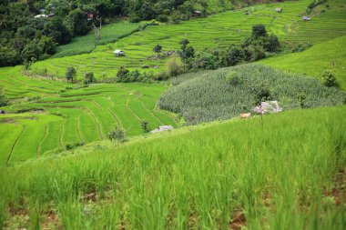 Mae Chaem pirinç terasları
