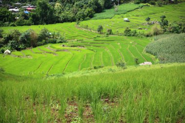 Mae Chaem pirinç terasları