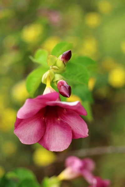 Allamanda blanchetii