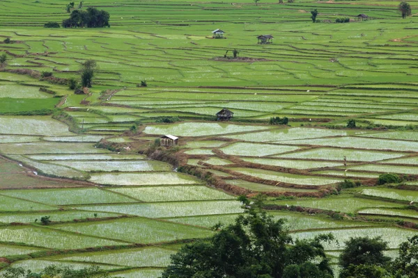 Mae Chaem pirinç terasları