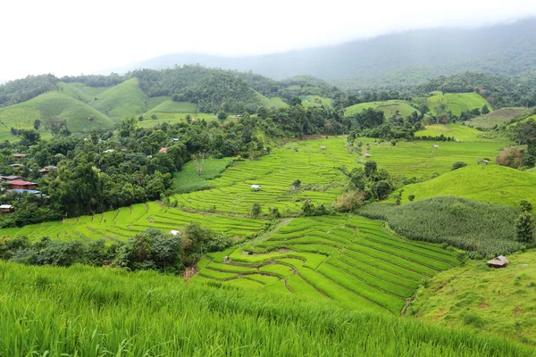 Rýžové terasy v Mae Chaem — Stock fotografie