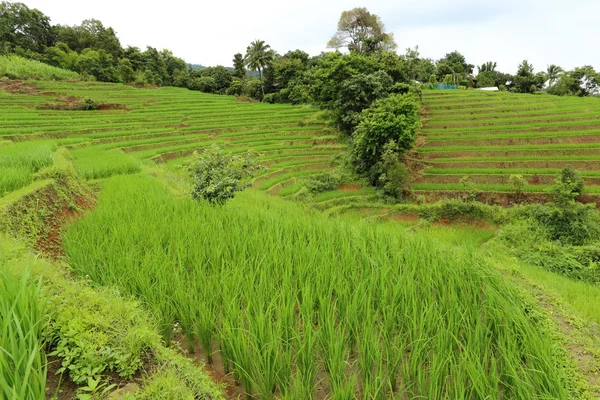 Рисовые террасы в Mae Chaem — стоковое фото