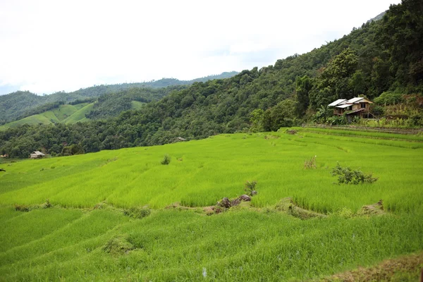 Rice Teraszok a Mae Chaem — Stock Fotó