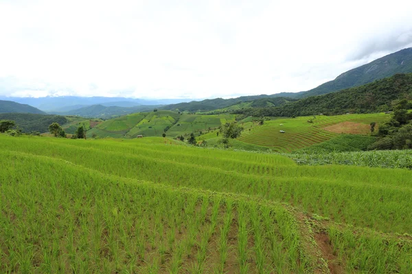 Mae Chaem pirinç terasları