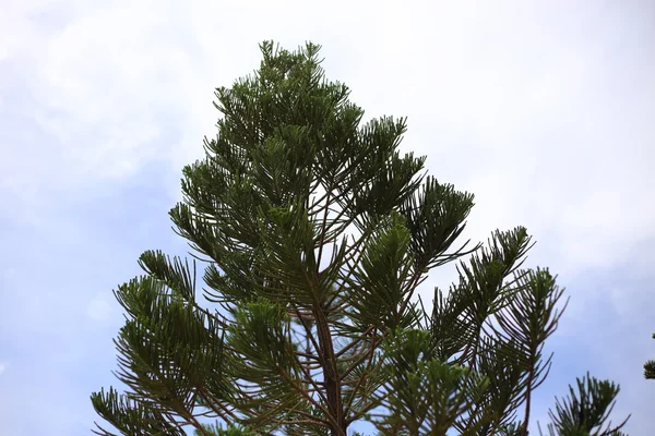 Árbol de pino — Foto de Stock