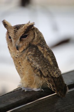 Baykuş ve kuş gecenin