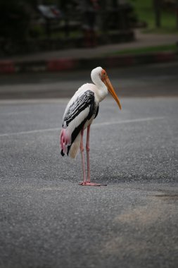 Boyalı leylek (Mycteria leucocephala)