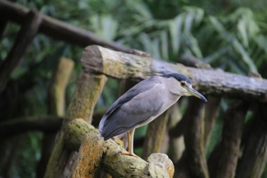 siyah taçlı gece balıkçılı