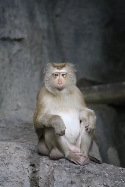 domuz kuyruklu makak