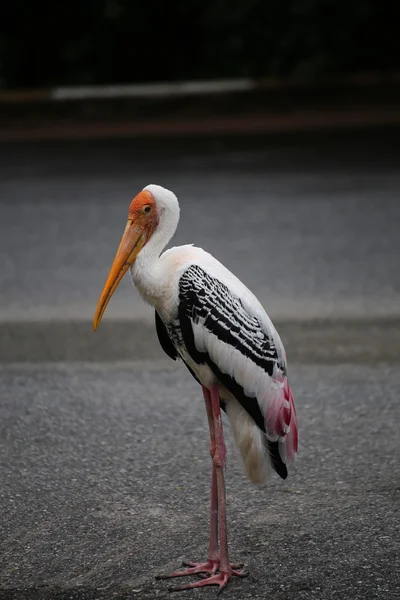 Målade Stork (Mycteria leucocephala) — Stockfoto